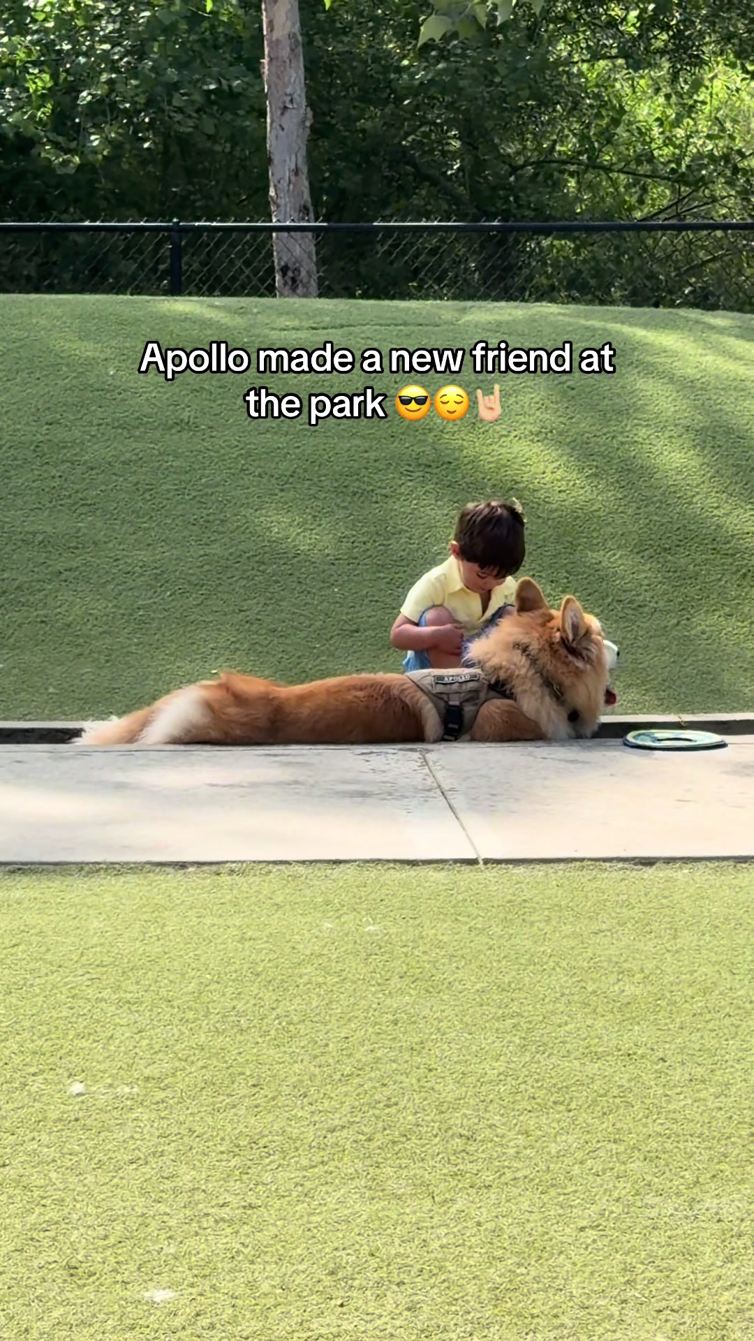 @apollothecorgimute