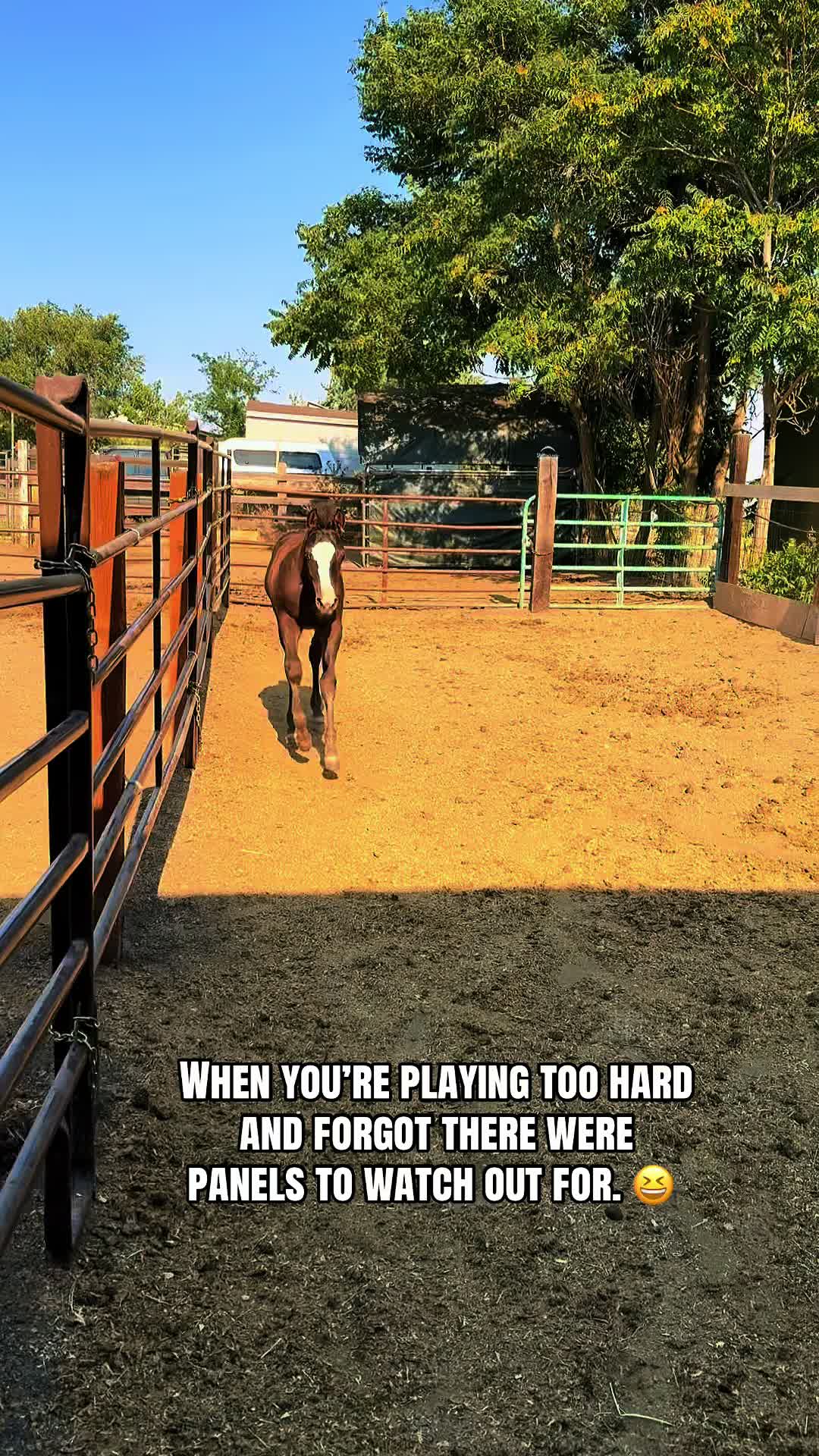 @Cowgirl Tuff Colt Training ❤️