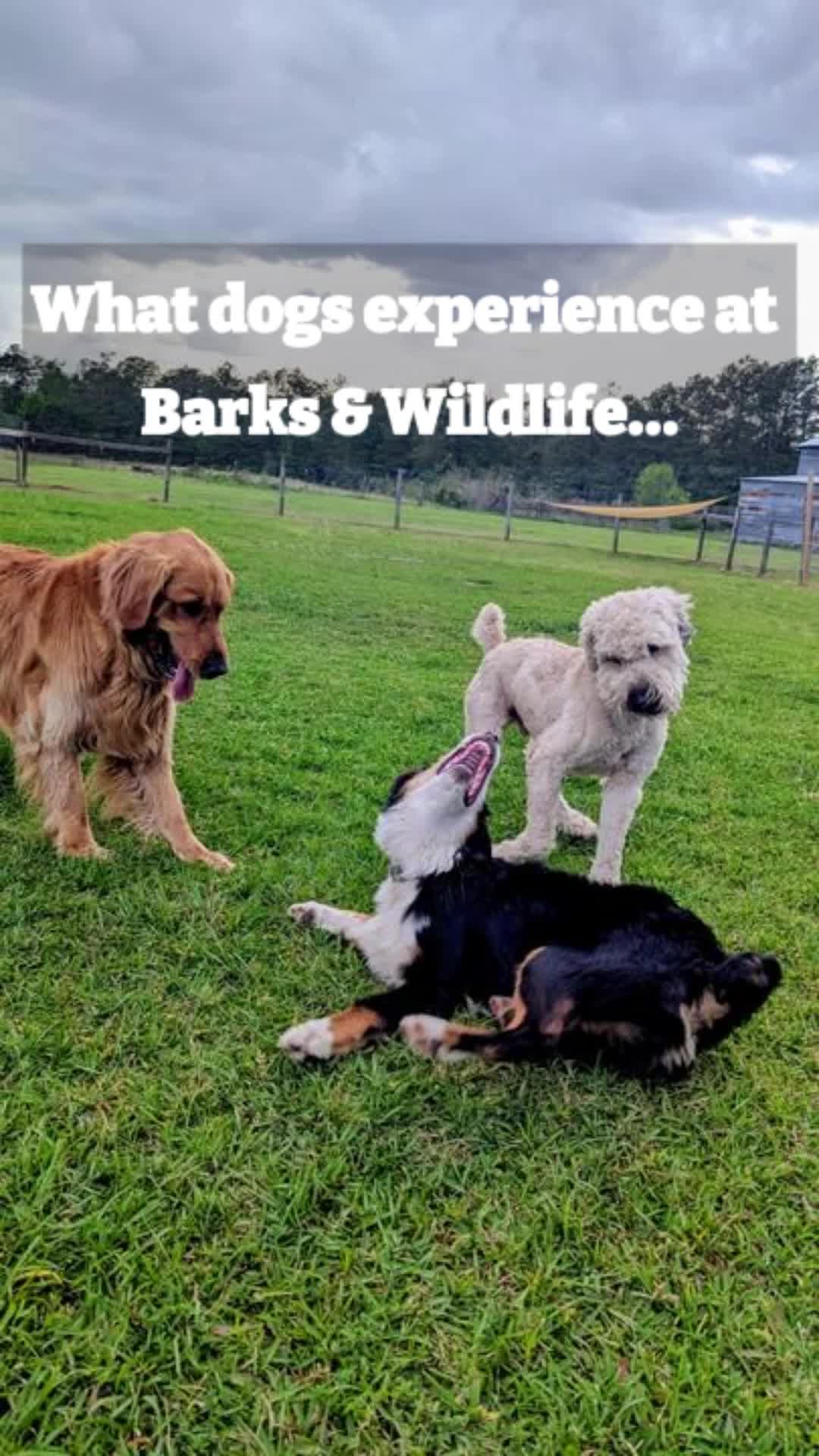 @Barks & Wildlife Longville LA