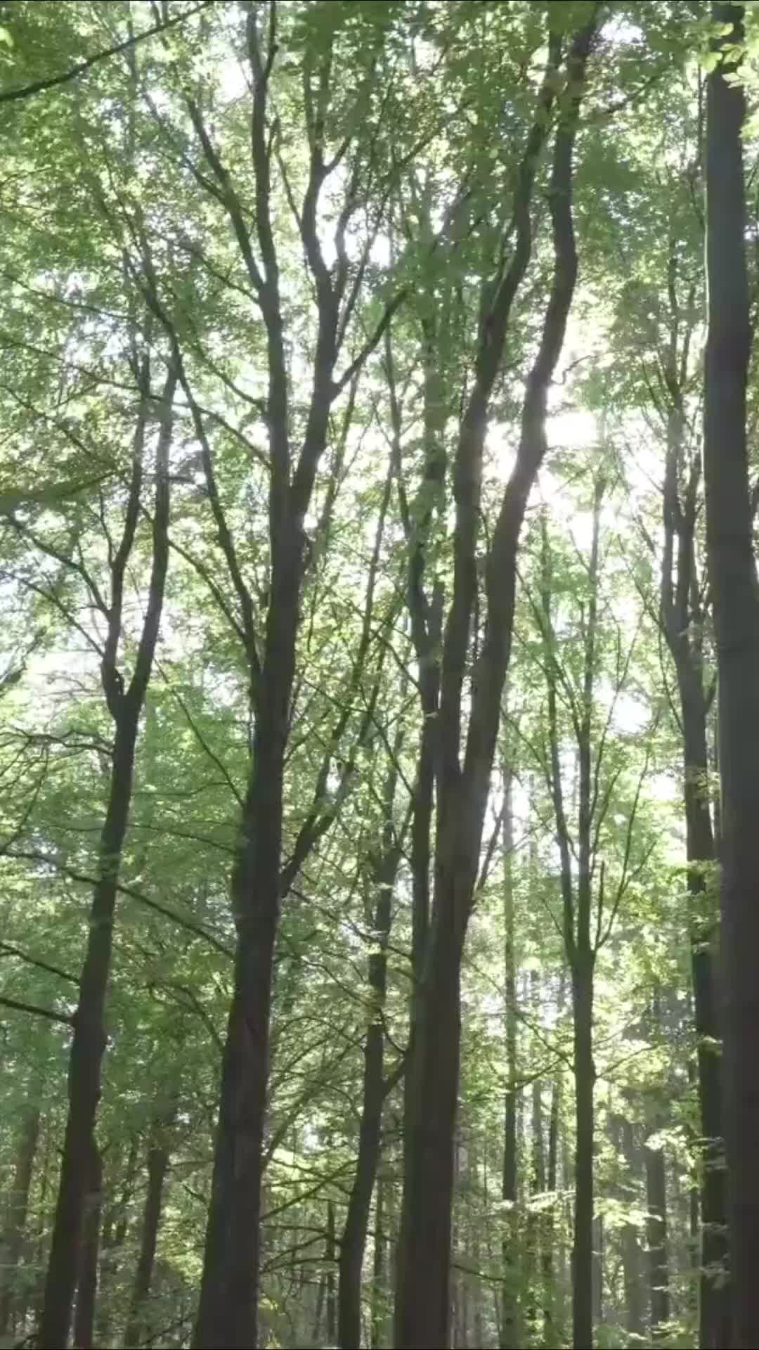 @AstroDream🔮