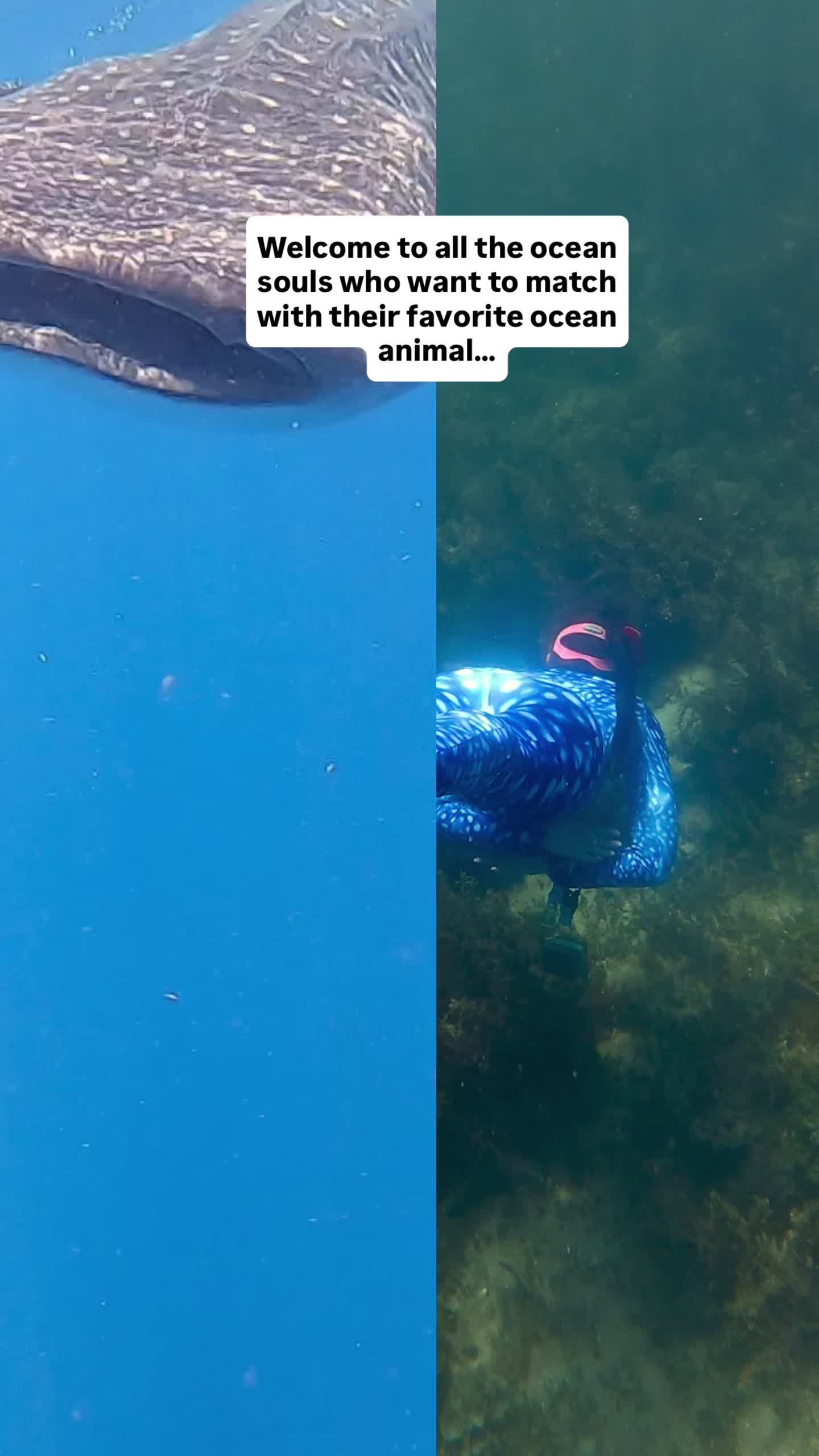 @The Dive Compass