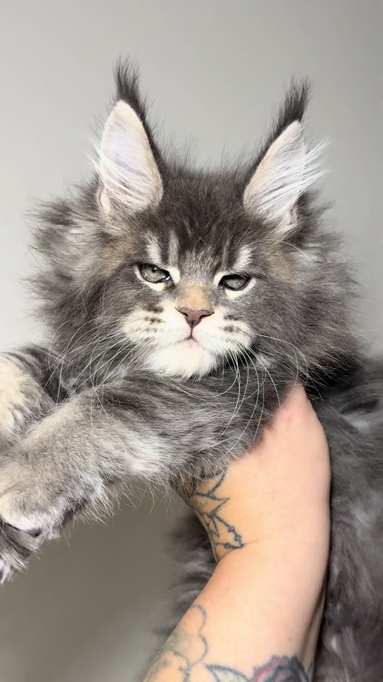 @MidwestGiantsMaineCoonCattery