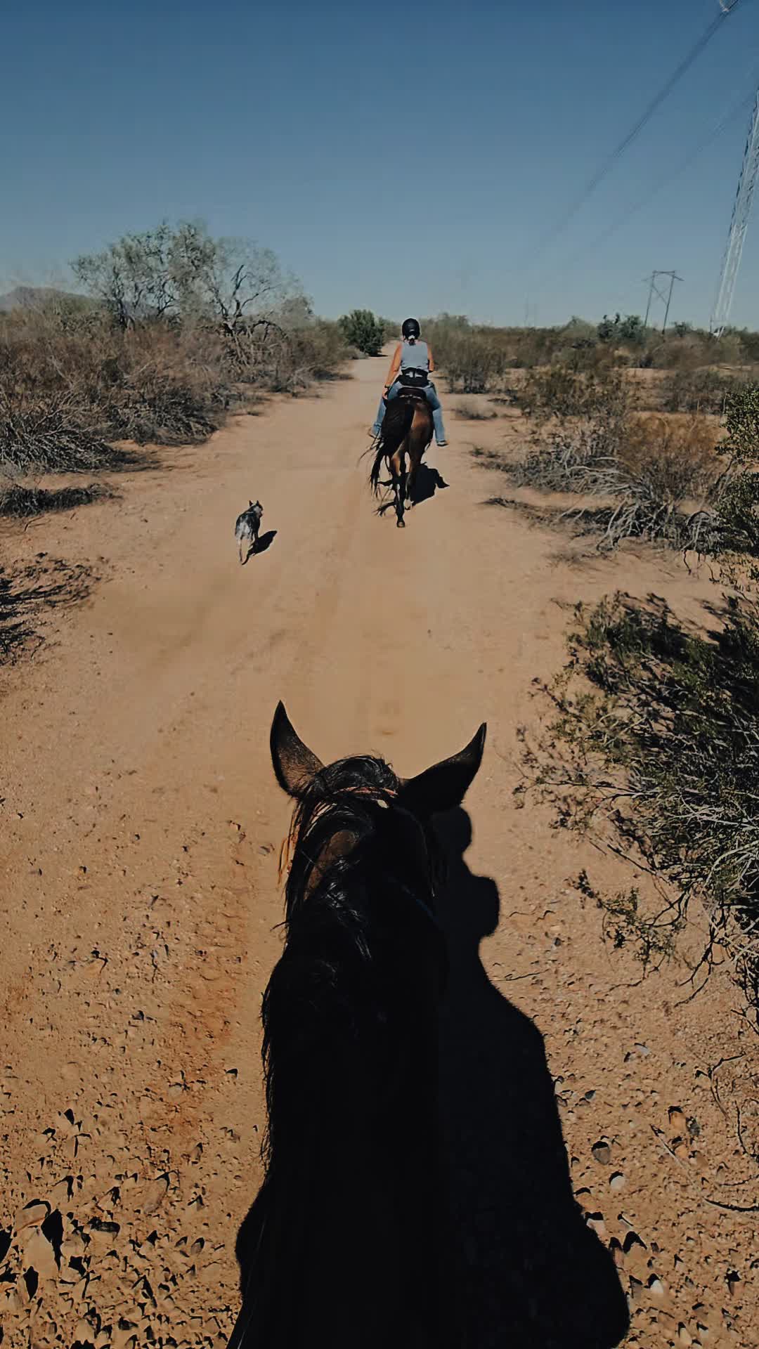 @🐎🐴picture perfect🐴🐎
