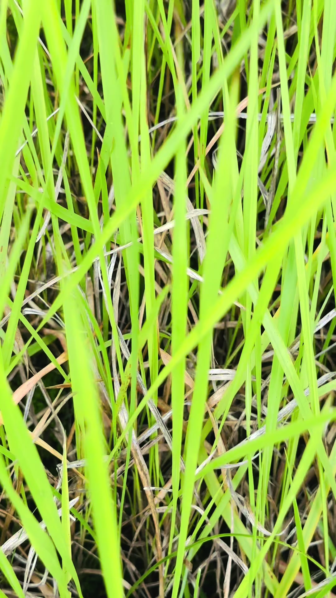 @rashmimagar04