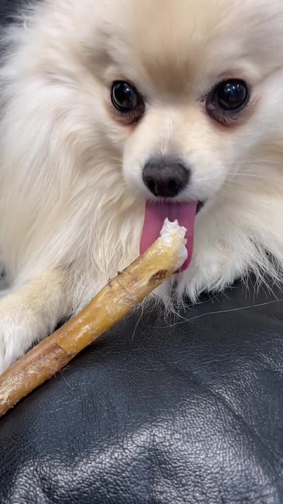 @beingmilothepom