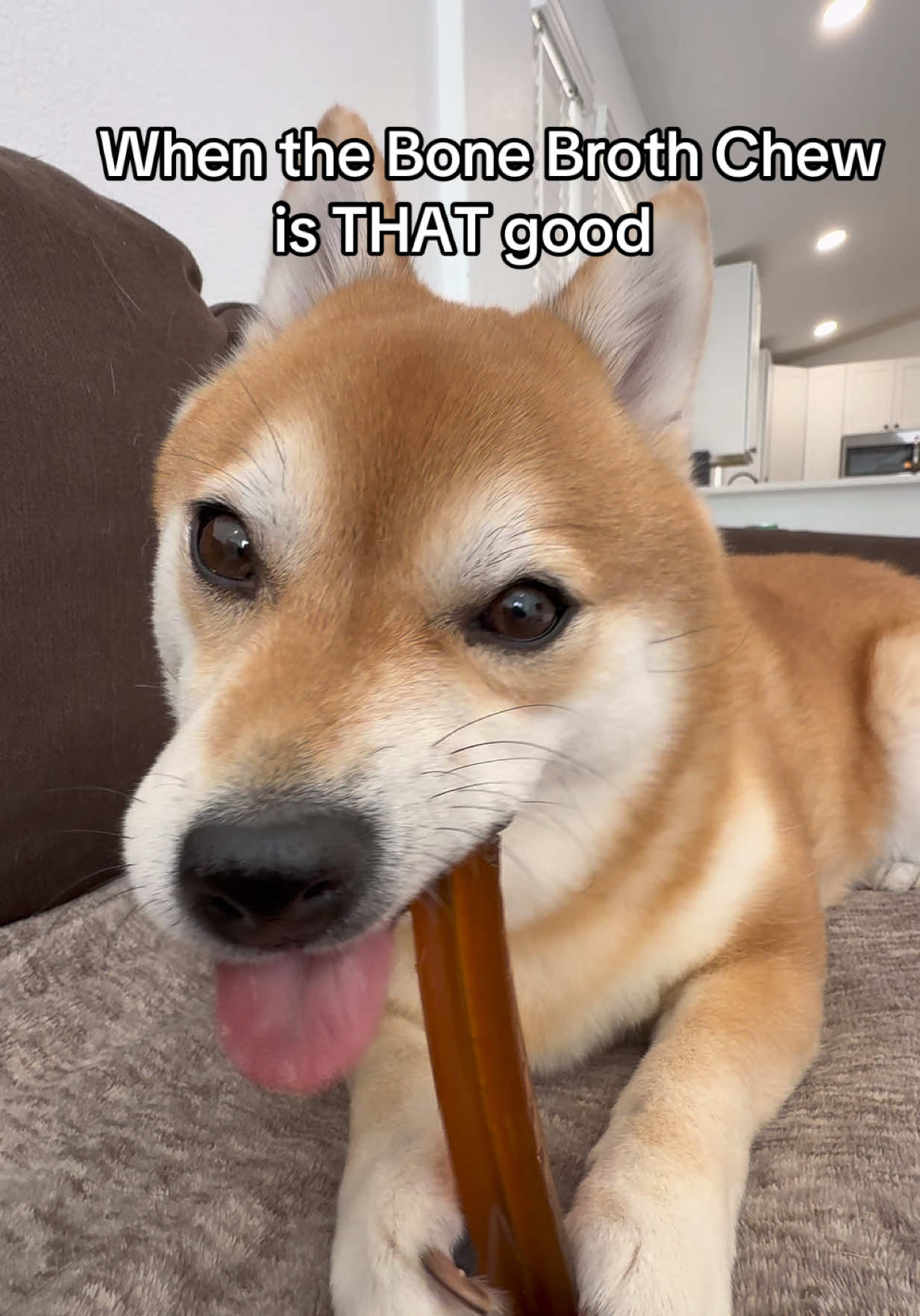 @Flock of Shibas 🐕🐕🐕