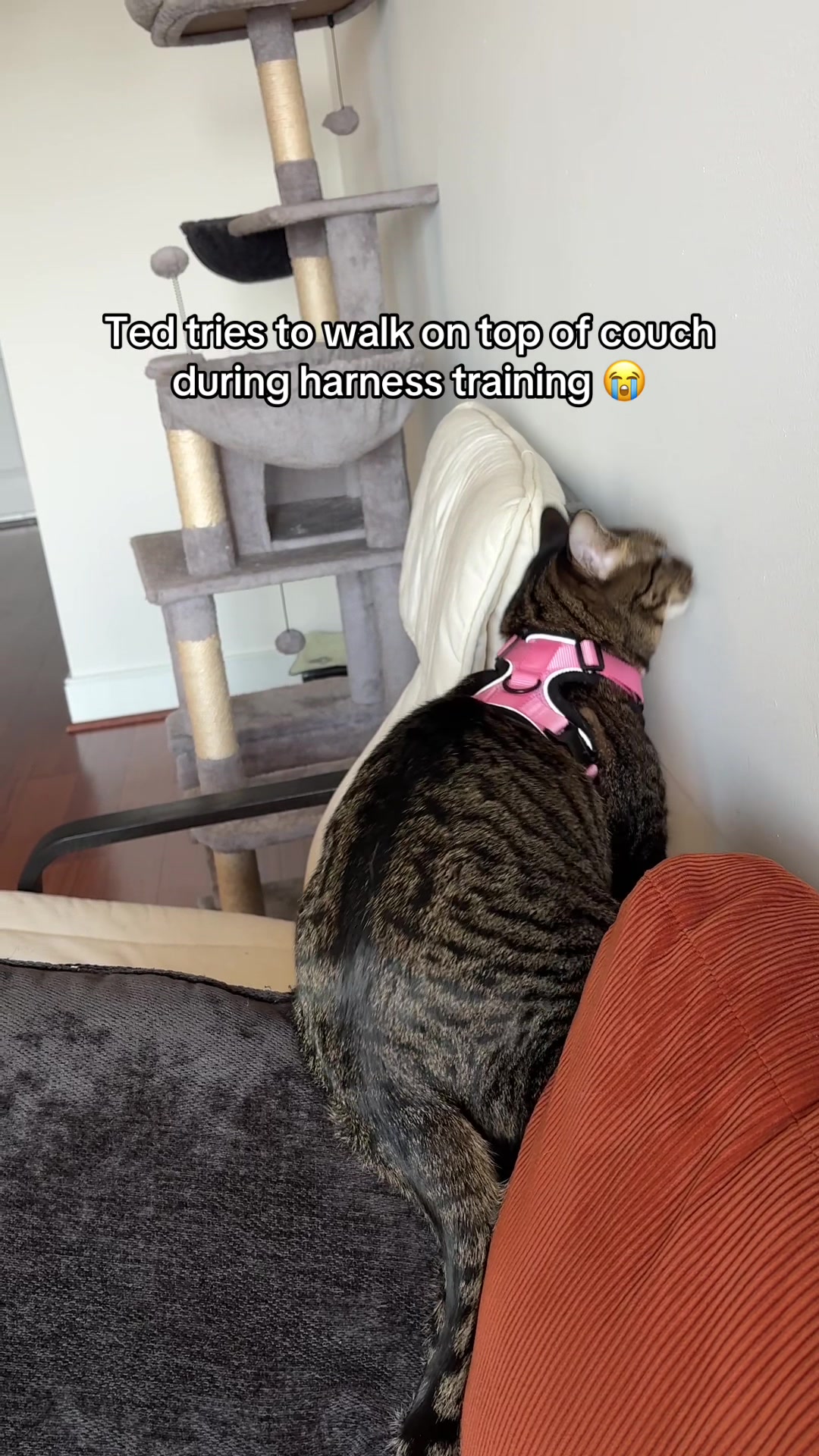 @Quinn The Calico