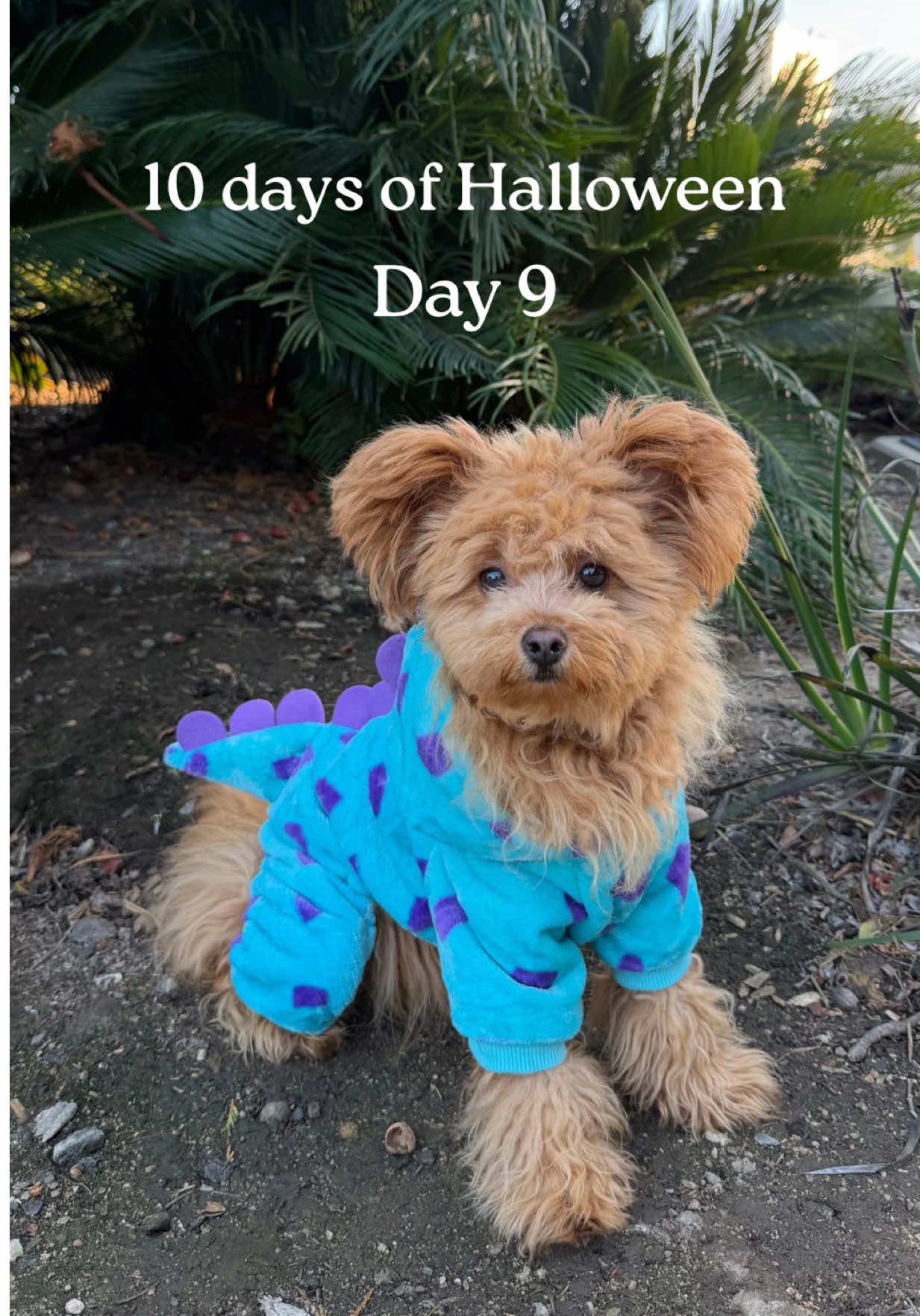 @Honey The Pomapoo 🧸