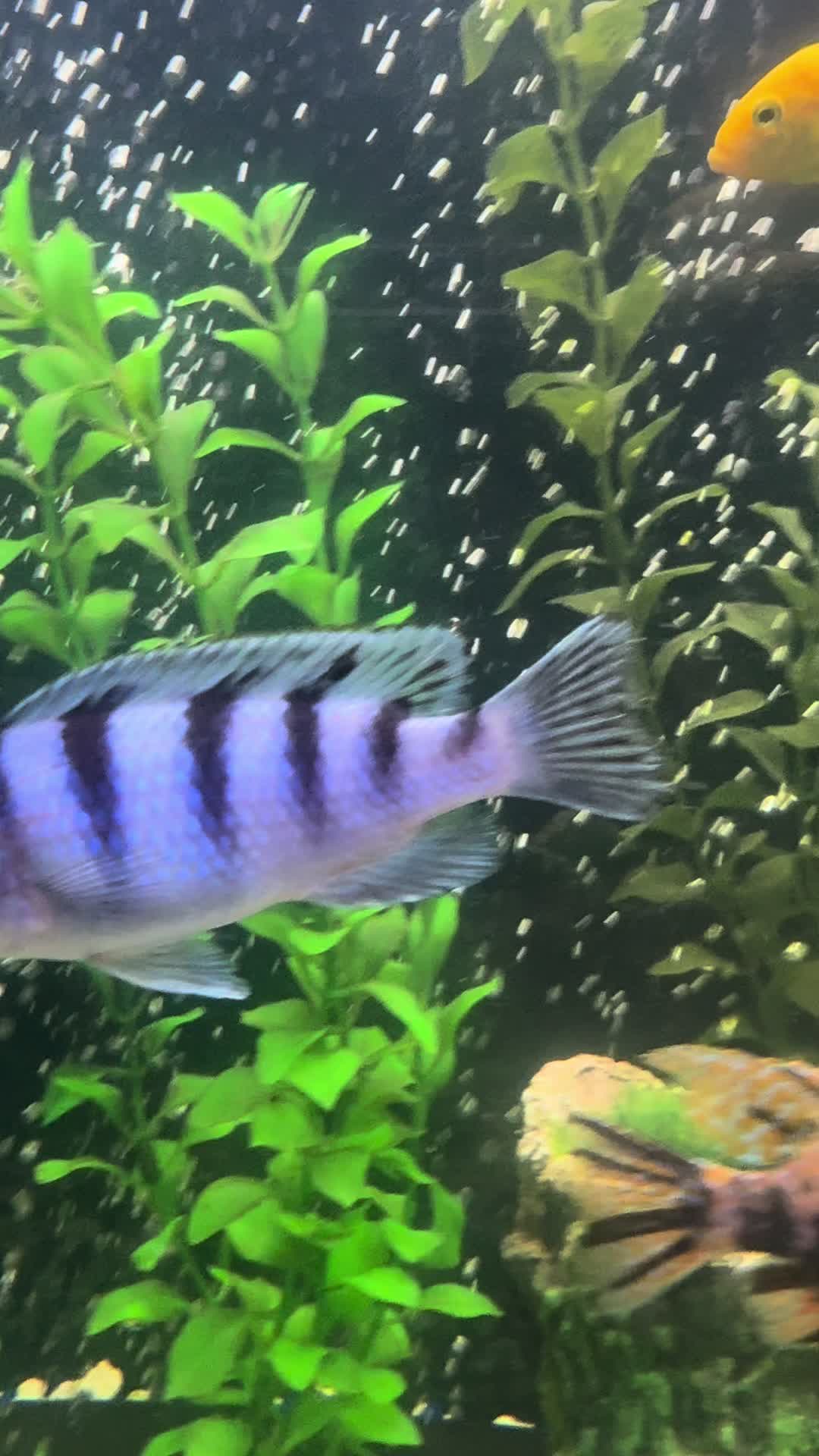 @Cichlid Chief