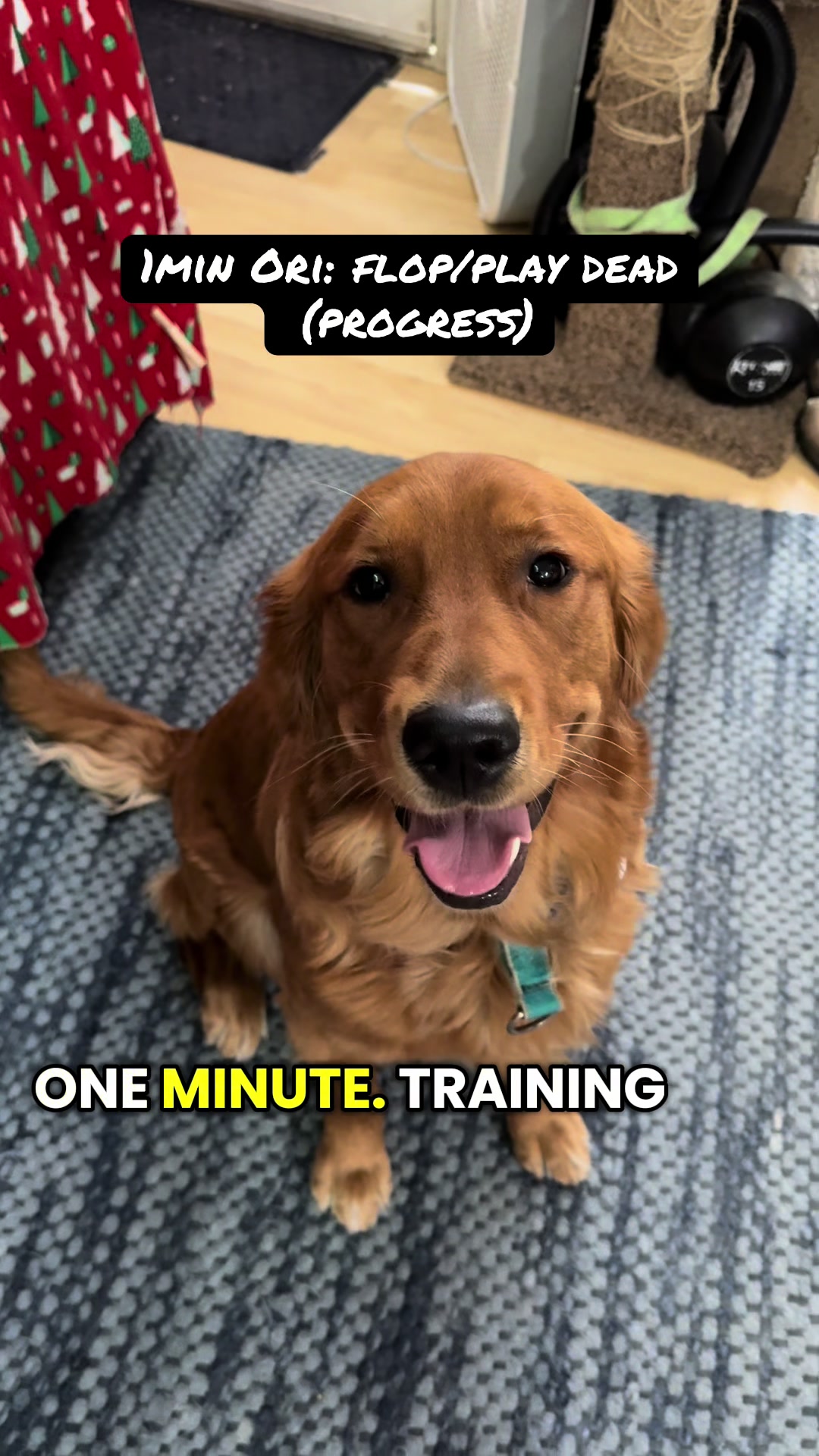 @FlexiblePetSolutions