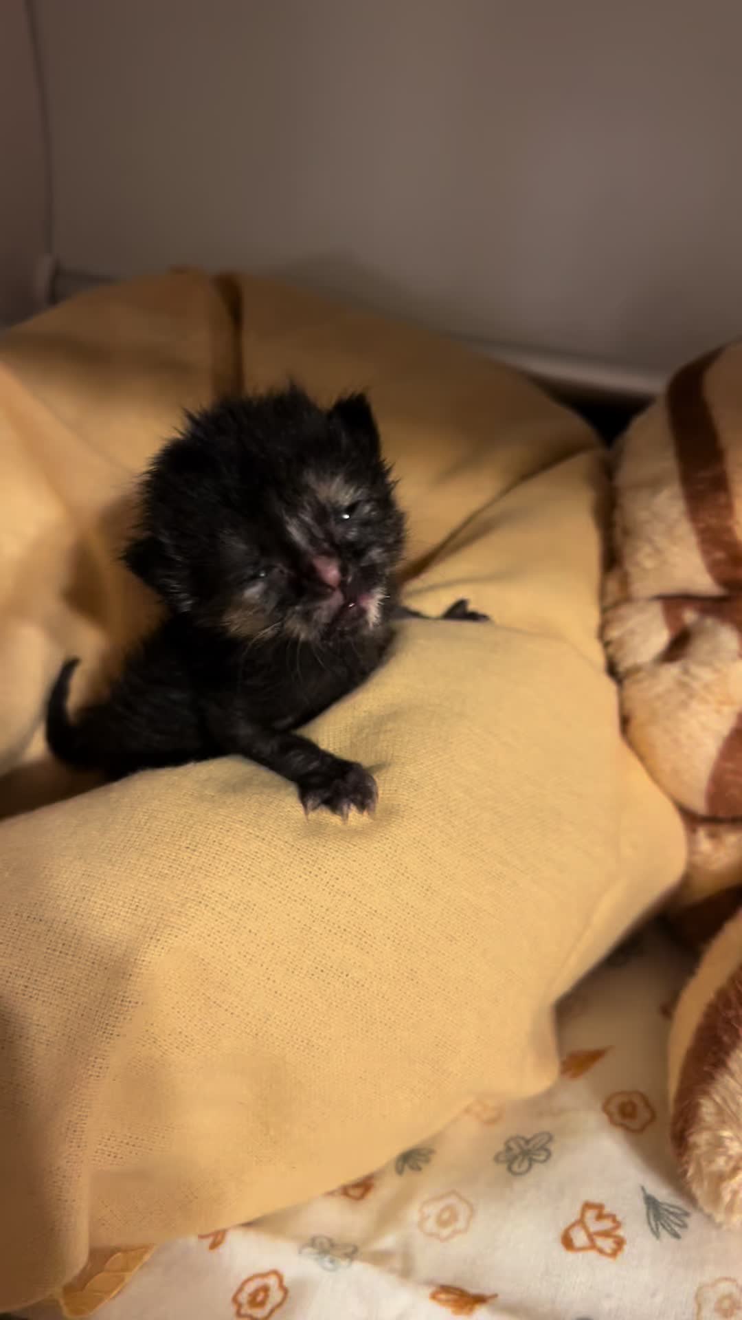 @Kitten.mama