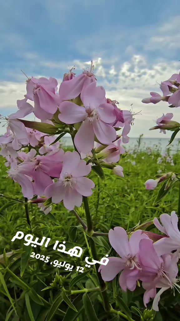 @♥️ Syria 🇸🇾❤️