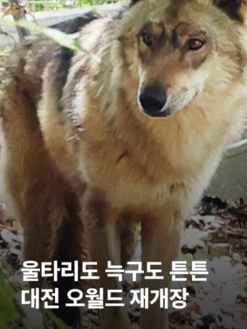 @JTBC News