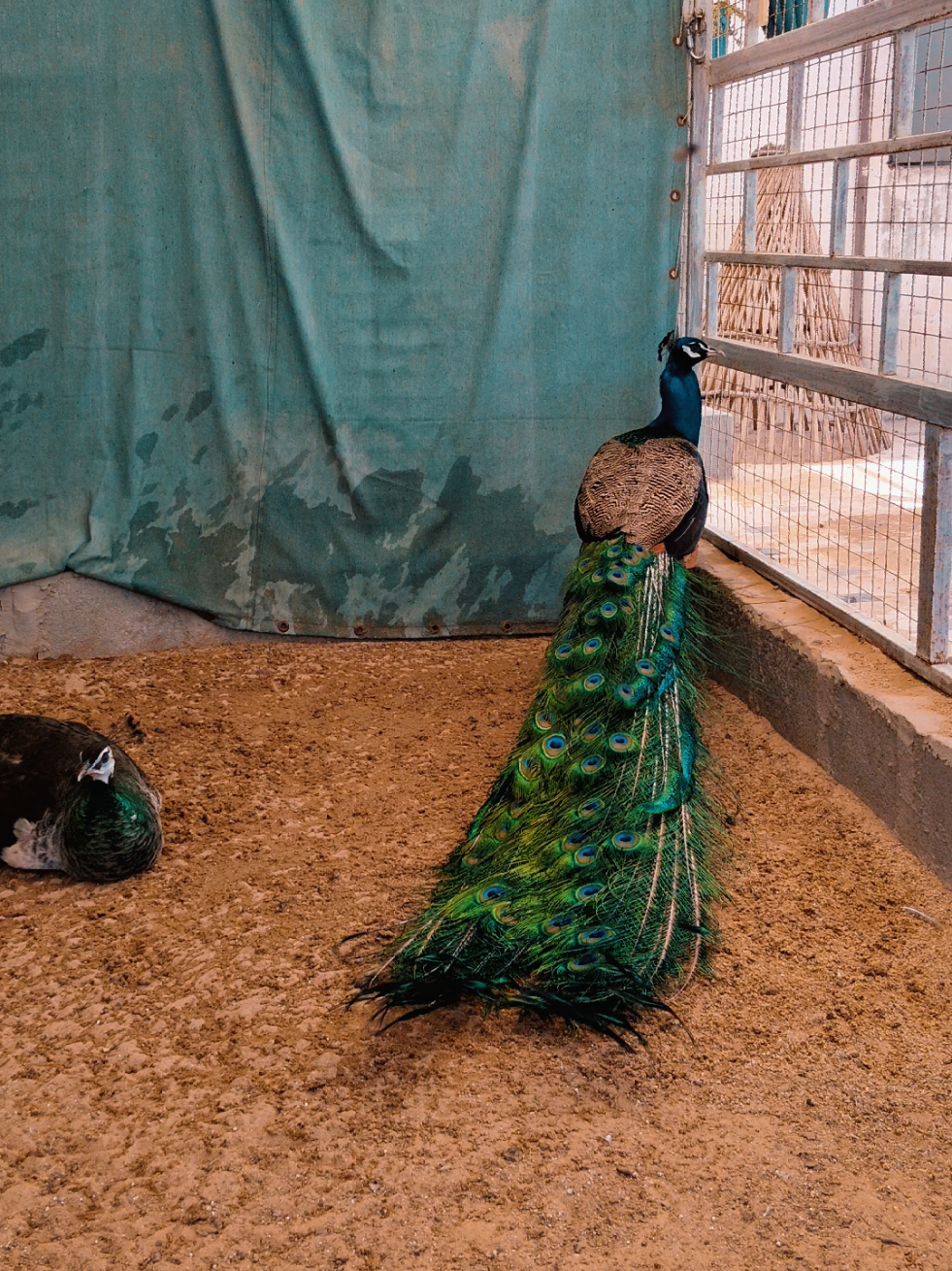@AR Birds