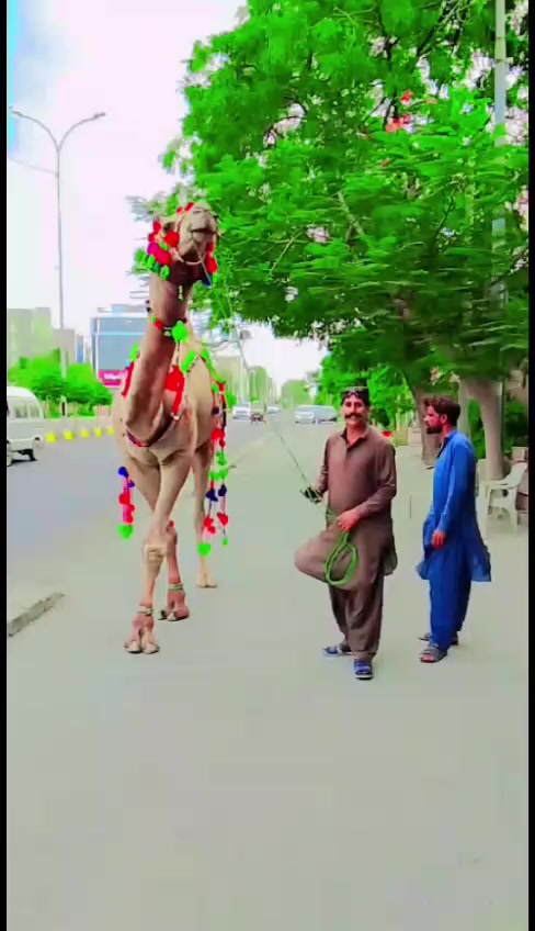 @Iqbal Baloch804💜🌹804💚🌹