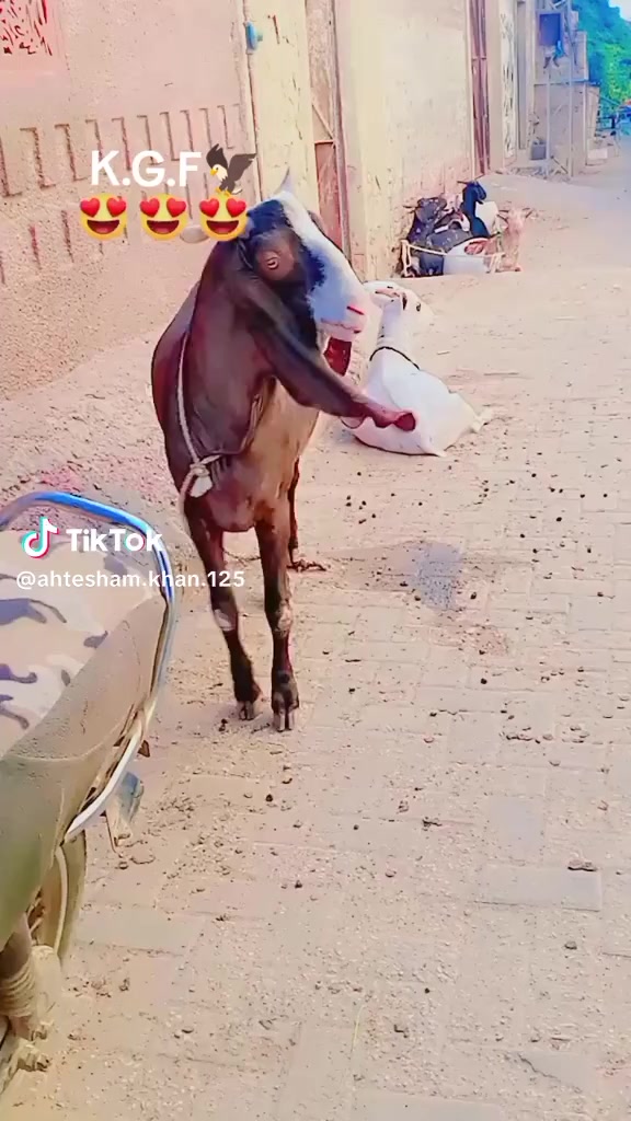 @rihan malik
