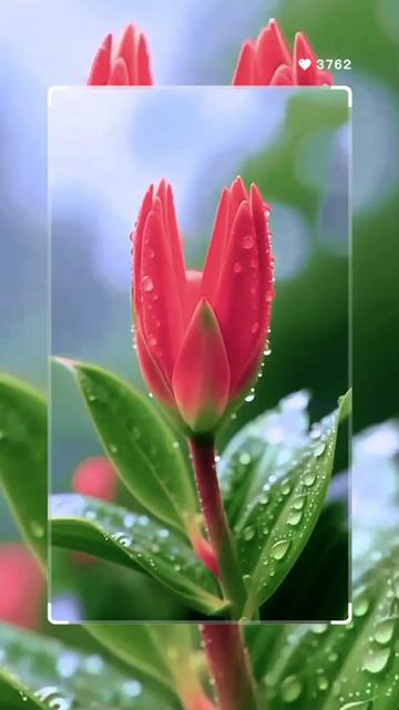@❇️🌹❇️🩵❇️🍒❇️❤️❇️♥️❇️💙❇️