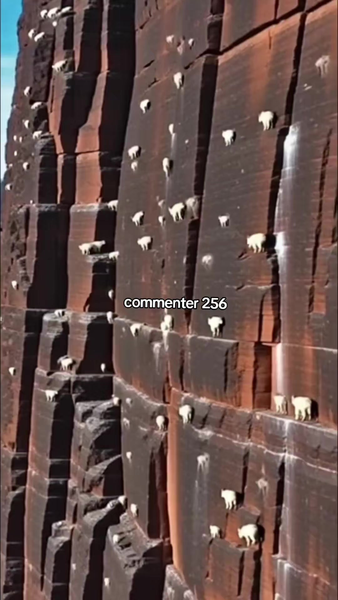@commenter 256