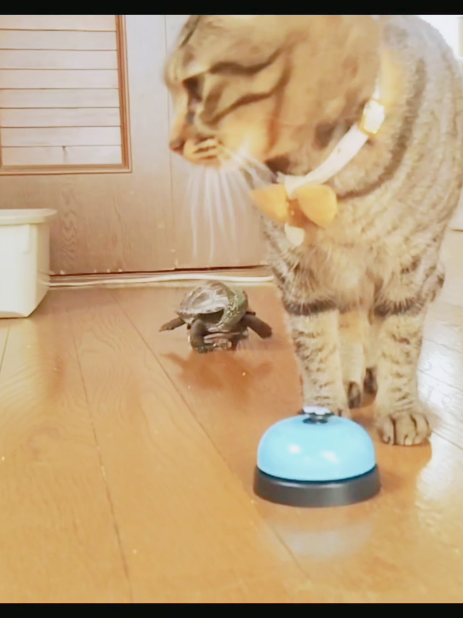 @クサガメ軍曹🐢