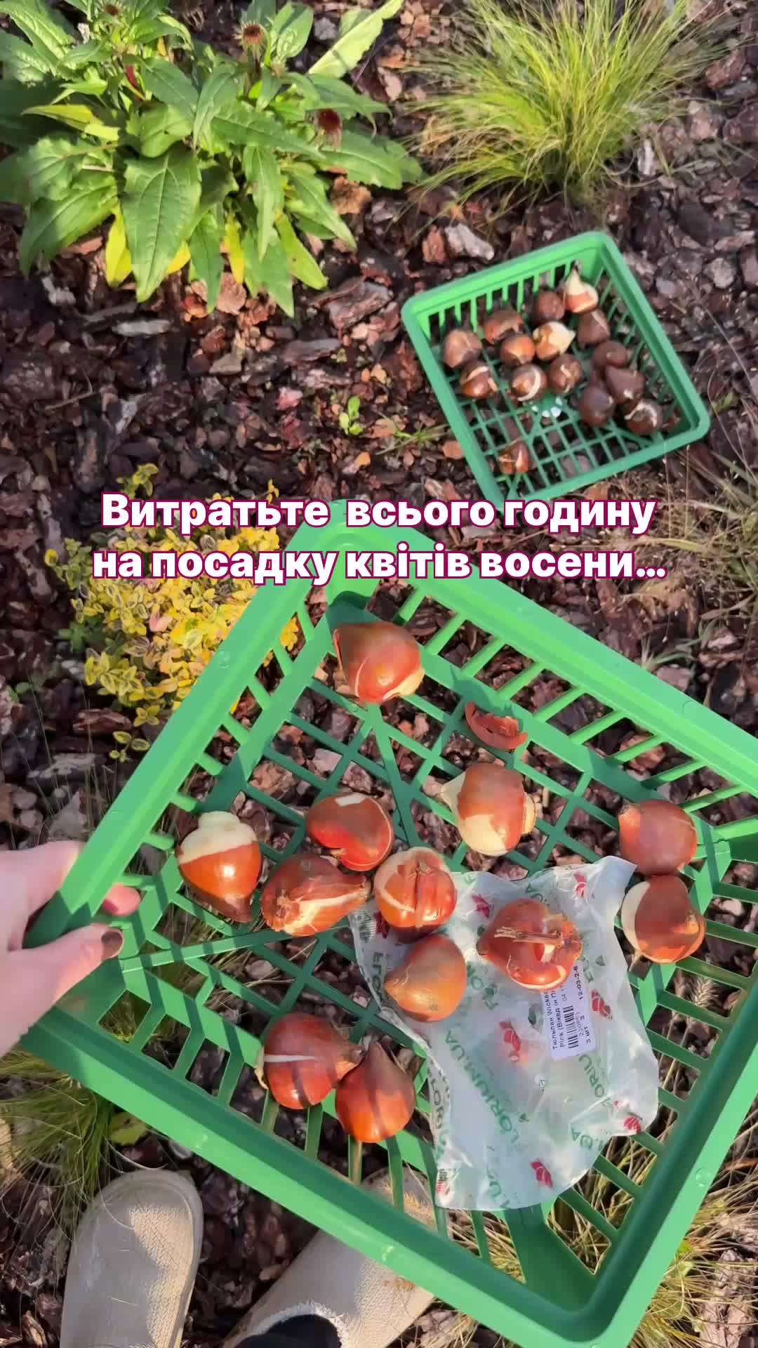 @FLORIUM – Мої Рослини