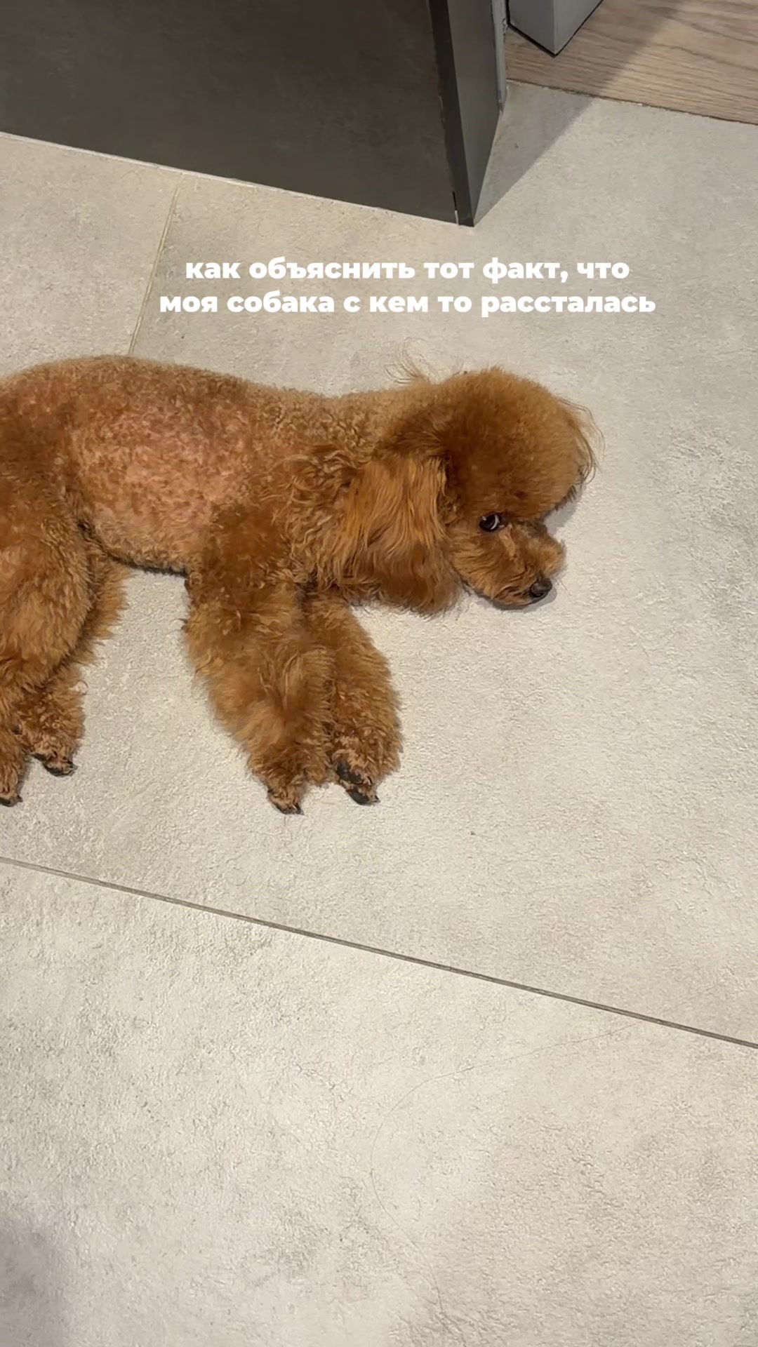 @beatrice_poodle
