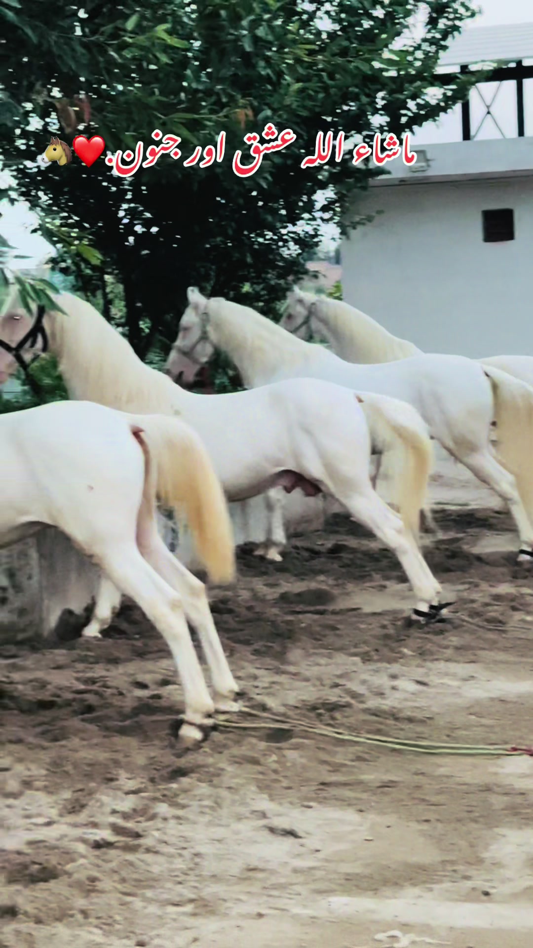 @SUNRISE STUD FARMS RAWALPINDI