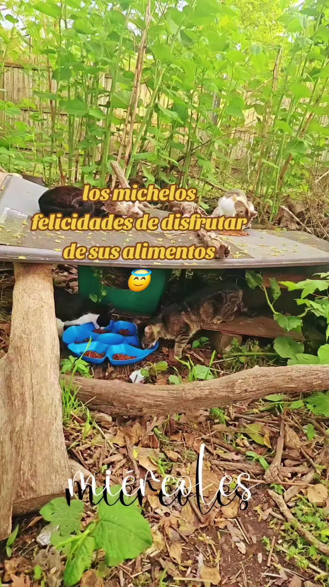 @🇲🇽Guli.Carrada 🐈&zwj;⬛