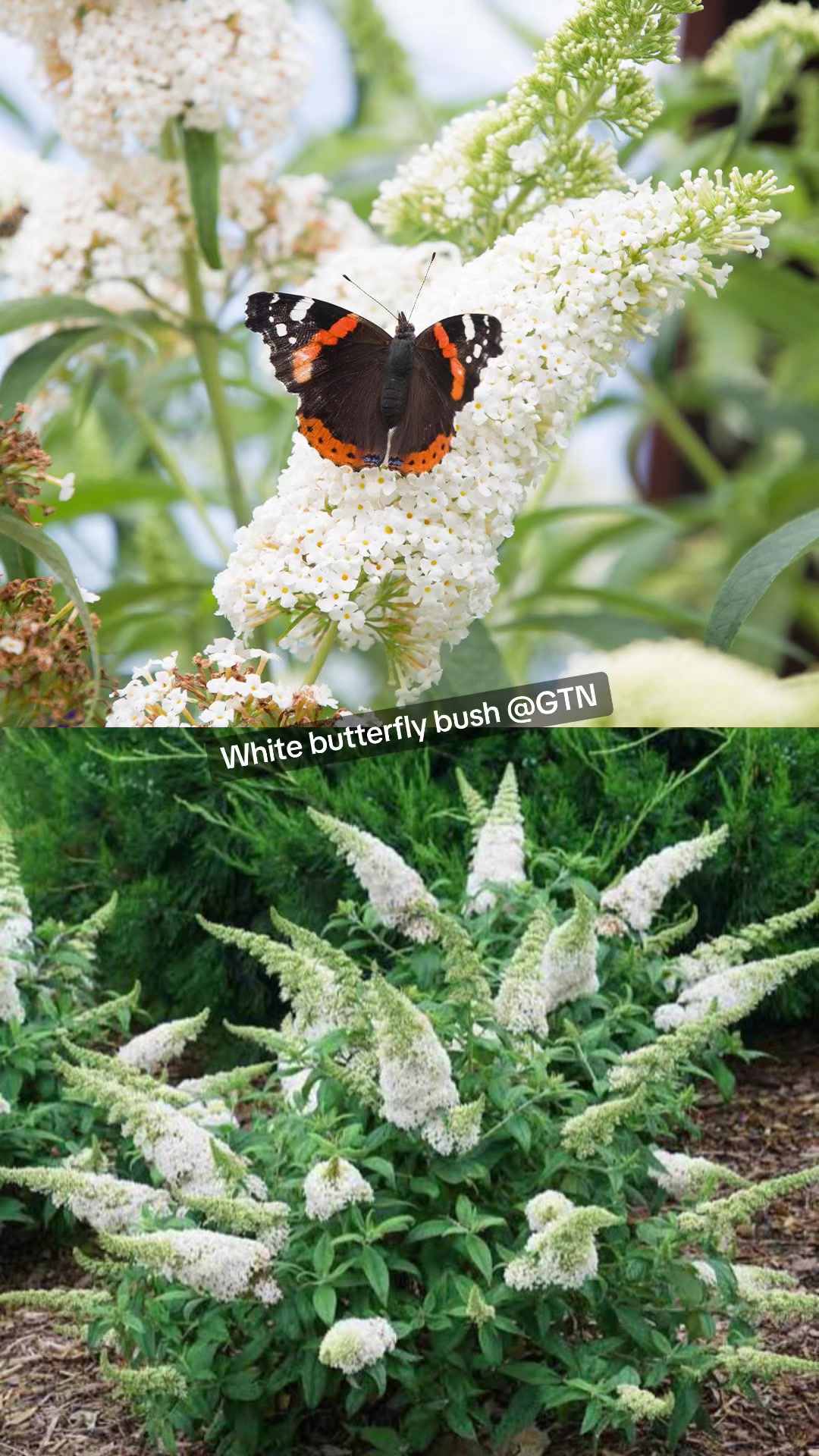 @Green Tara nursery(Nurseryman)