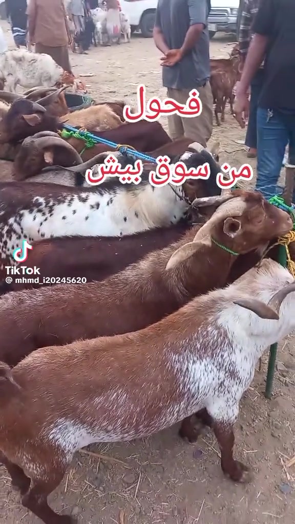 @mohamed_ksa0