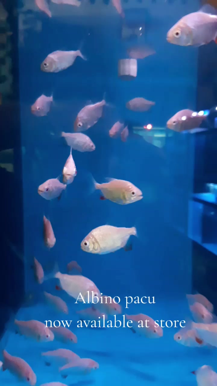 @Choice In Aqua