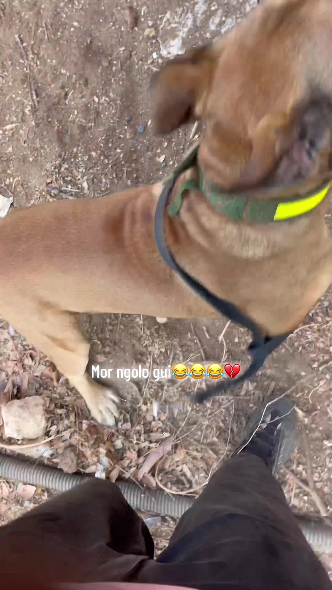 @Momoparleauxchiens🇸🇳🇩🇪