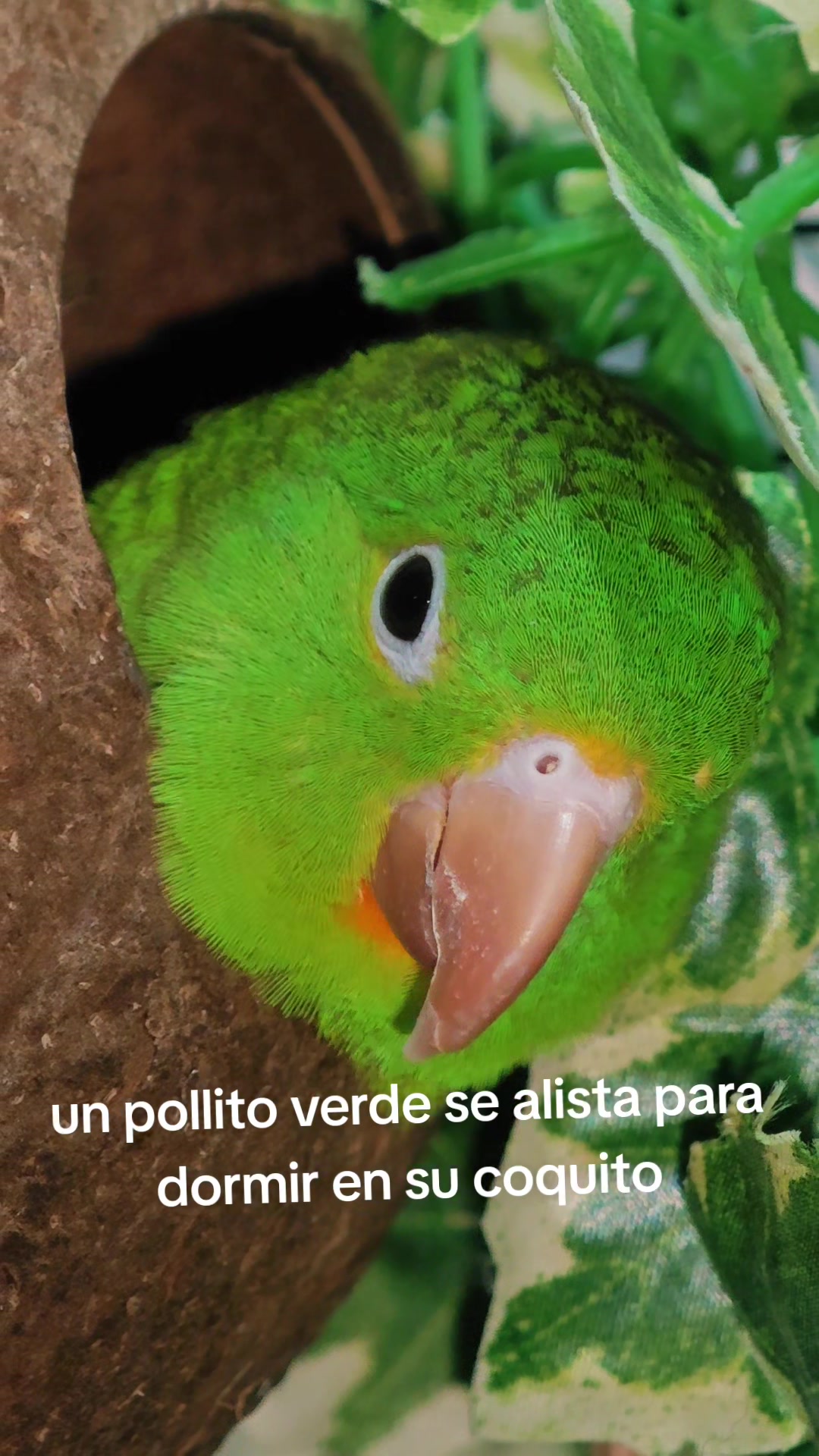 @Pohli