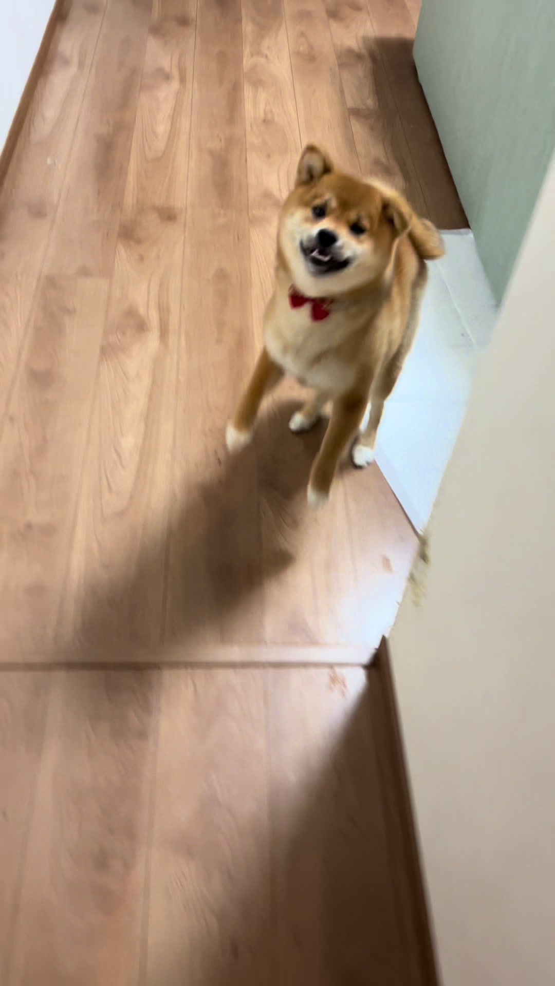@シャクレ犬