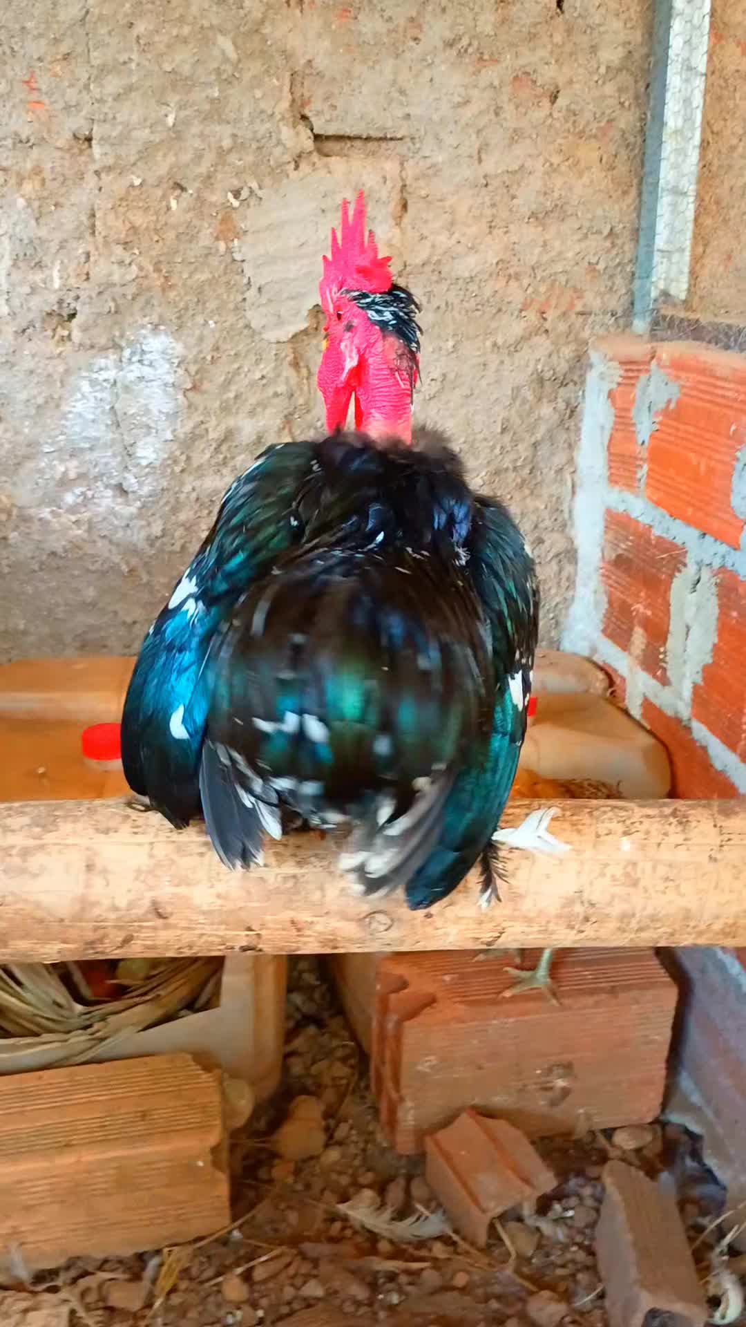 @🐔CRIAT&Oacute;RIO MZ🐓