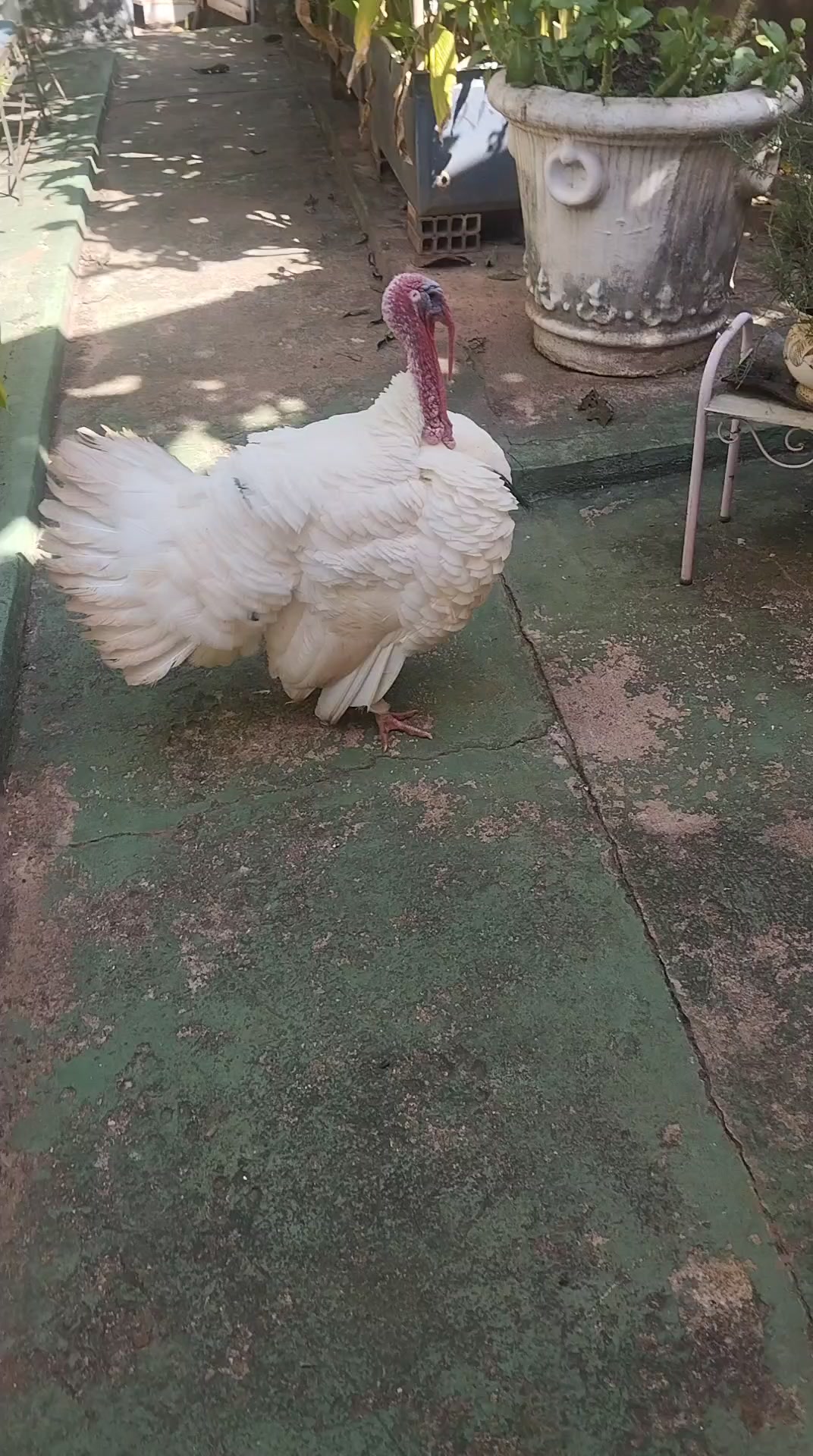 @goose.gang