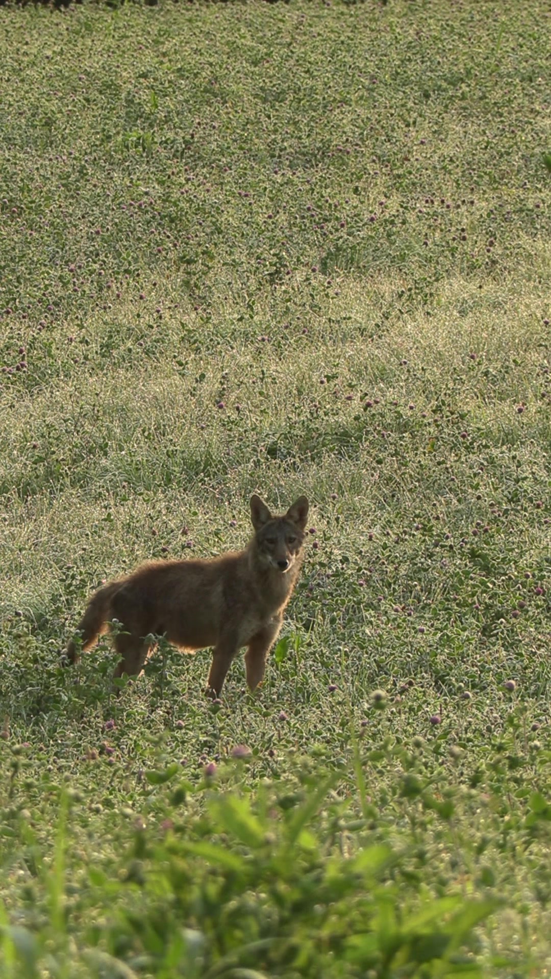 @FOXPRO Game Calls