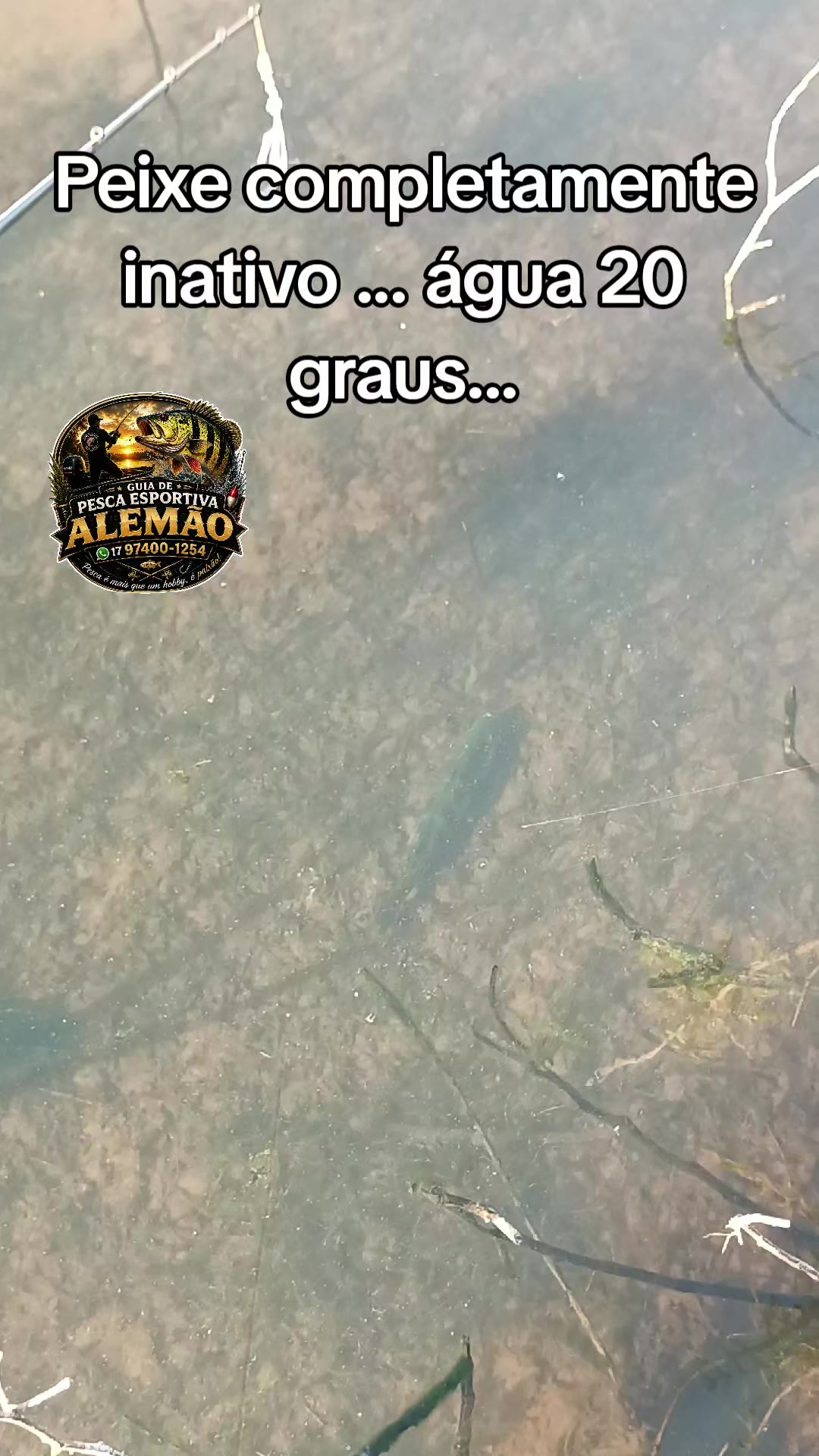 @guiadepescaalemao