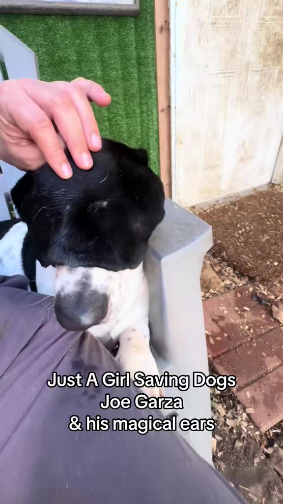 @Just A Girl Saving Dogs