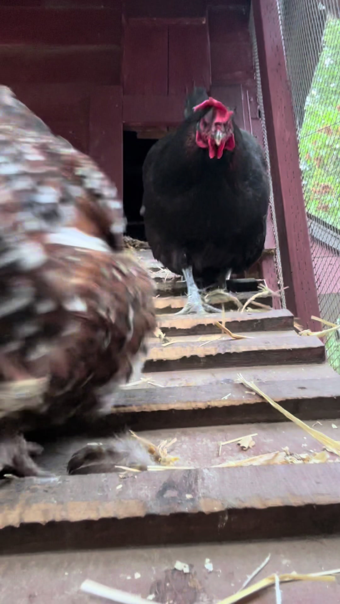 @FusterCluck Farm