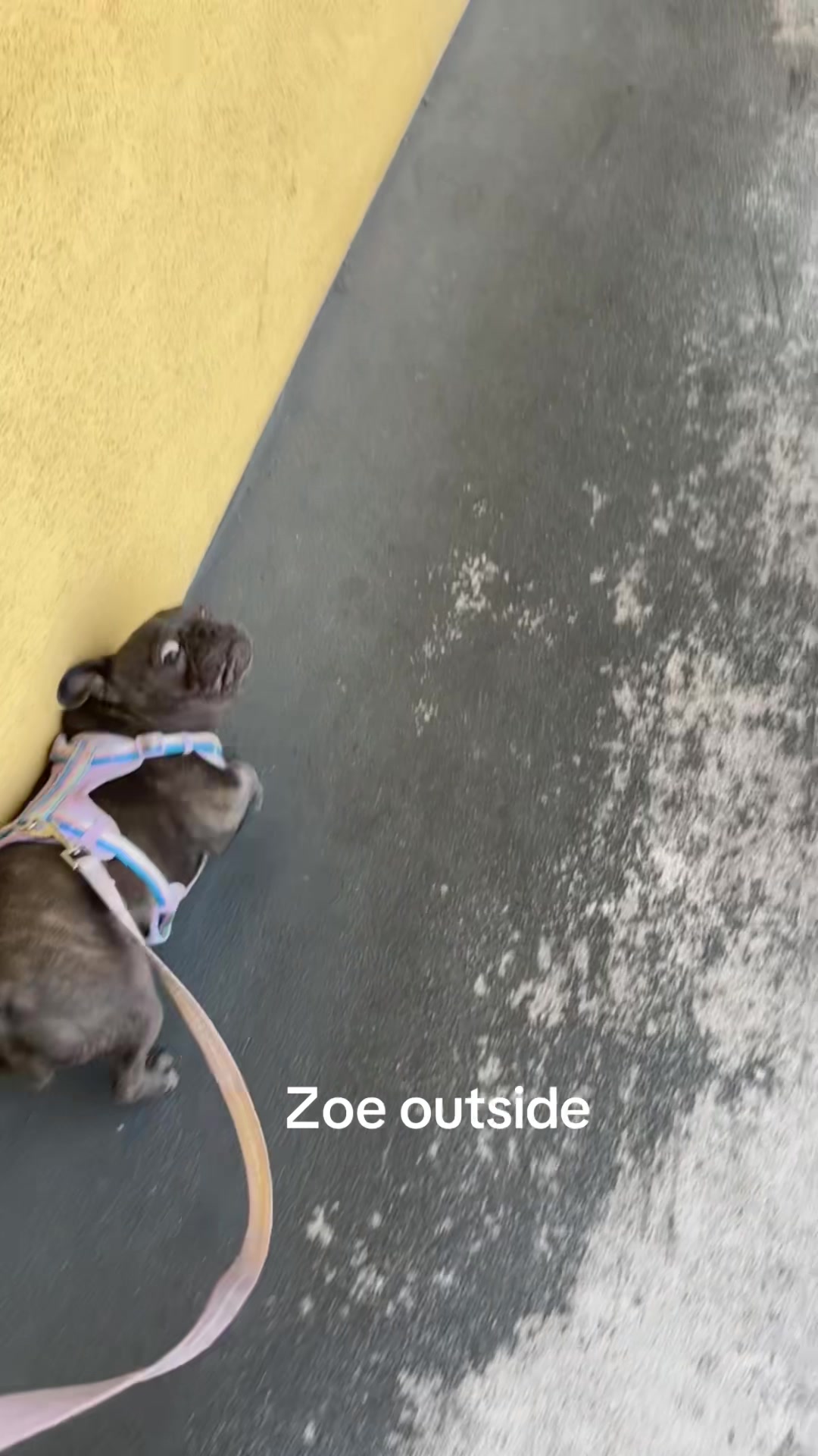 @Zoe Love The Frenchie