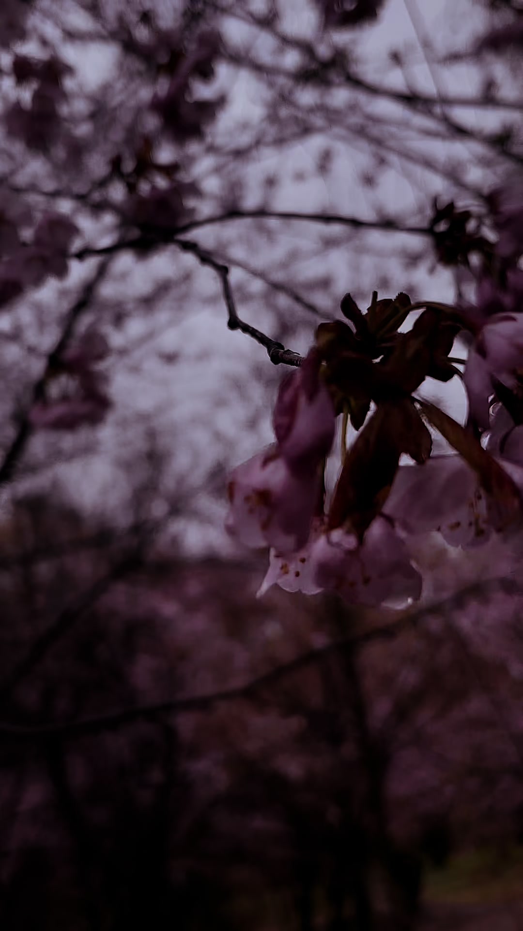 @ᴹᵉʷ³ʷ⁰