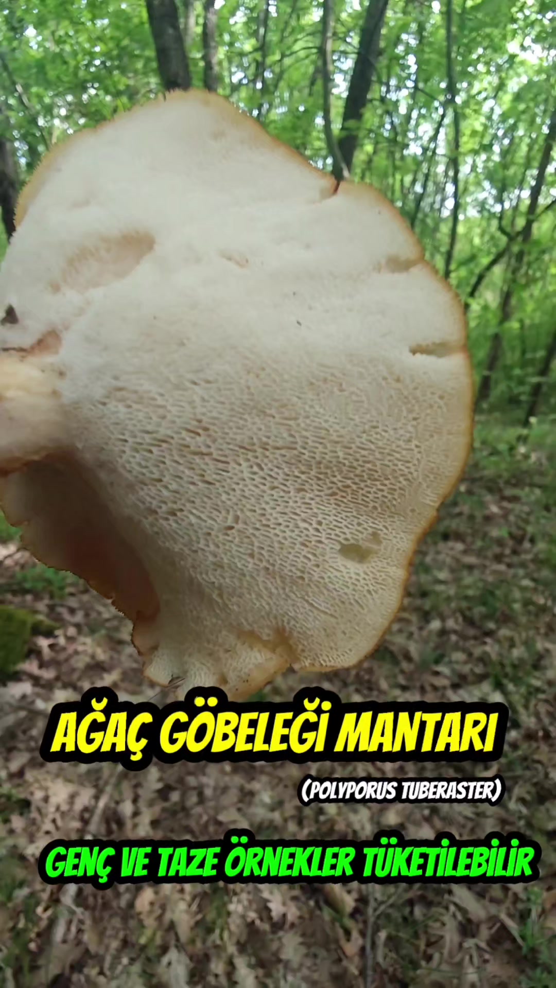 @Kamuran Arslan