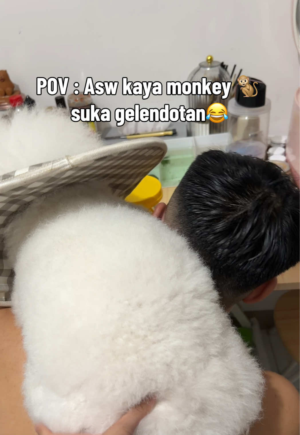 @Donut The Bichon