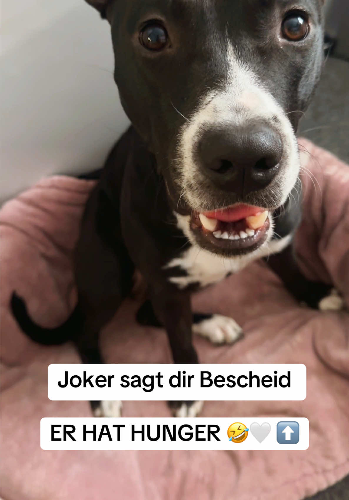 @Joker & Diva