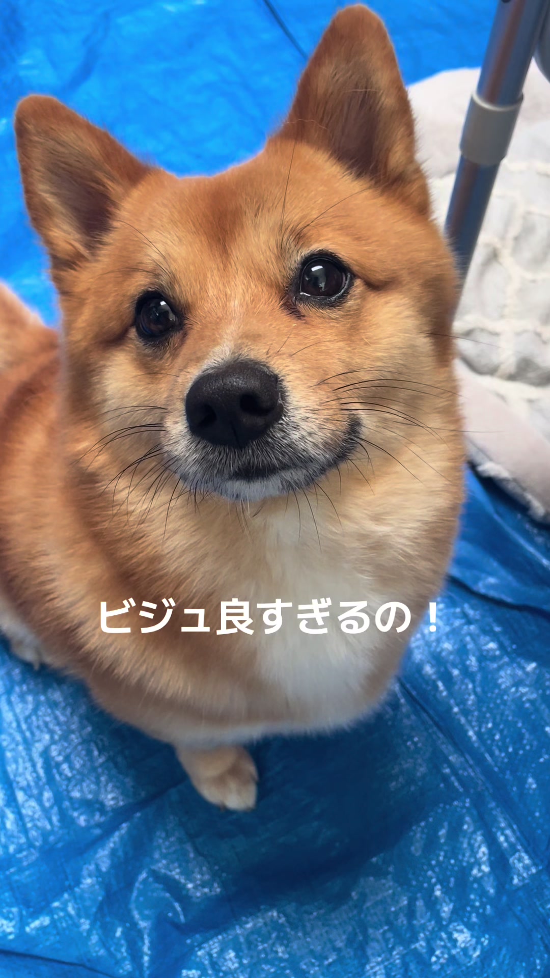 @ポメ柴もなか(もちゃ)୭