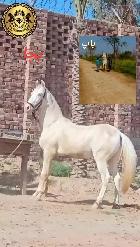 @LASHARI BALOCH