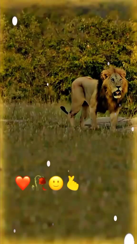@🌹🌹Tanvir awan 🌹🌹