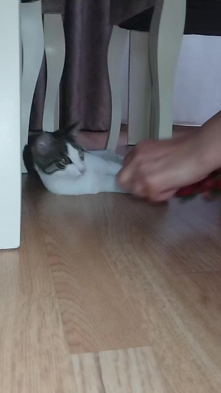 @🐾