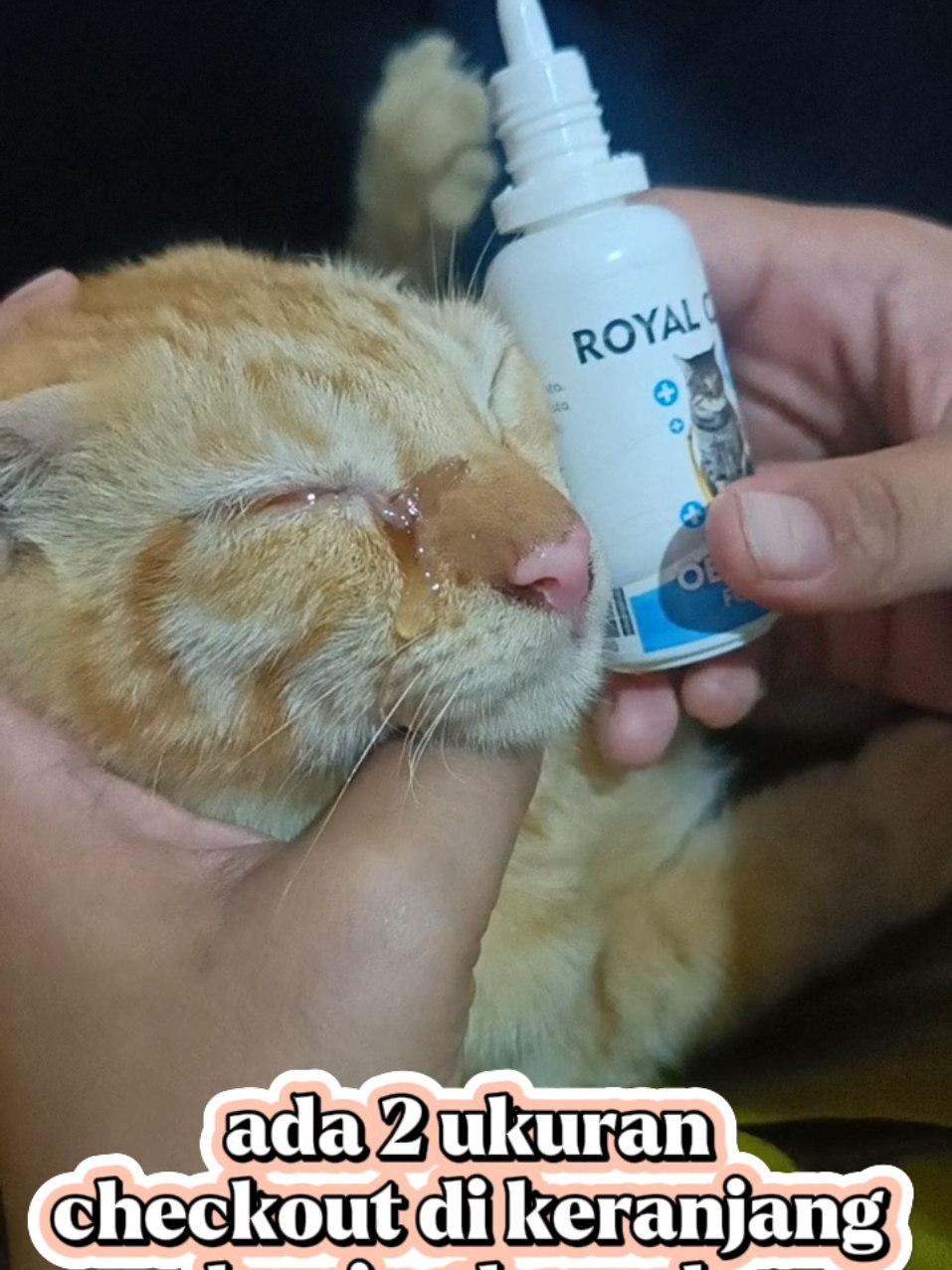 @BUMI ANABUL😺