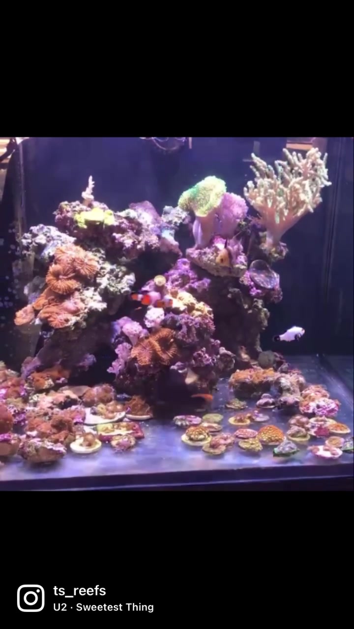 @Ts_reefs